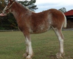 Zuchtstute Dripping Rock Andromeda (Clydesdale, 2014, von Pinnacle's Sensational Rex)