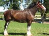 broodmare Gregg's Inspectress Ivy (Clydesdale, 2001, from Inspector Floss)