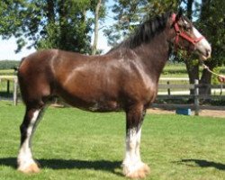 broodmare Gregg's Inspectress Ivy (Clydesdale, 2001, from Inspector Floss)