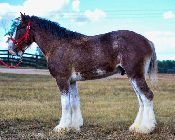 horse Drake's Freedom Fighter (Clydesdale, 2014, from Gregglea HC Nihilator)