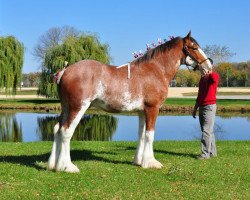 horse Drake's Brodie (Clydesdale, 2010, from Timberline Major)