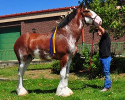 horse Drake's Armadah (Clydesdale, 2008, from Timberline Major)