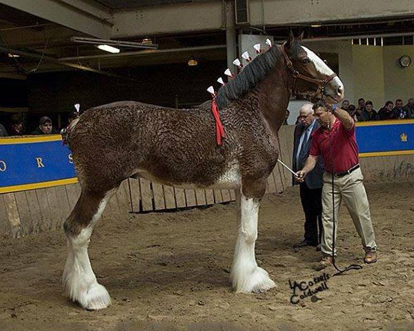 Deckhengst Gregglea HC Nihilator (Clydesdale, 2006, von Highfield Collessie)