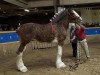 stallion Gregglea HC Nihilator (Clydesdale, 2006, from Highfield Collessie)