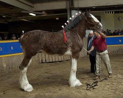 stallion Gregglea HC Nihilator (Clydesdale, 2006, from Highfield Collessie)