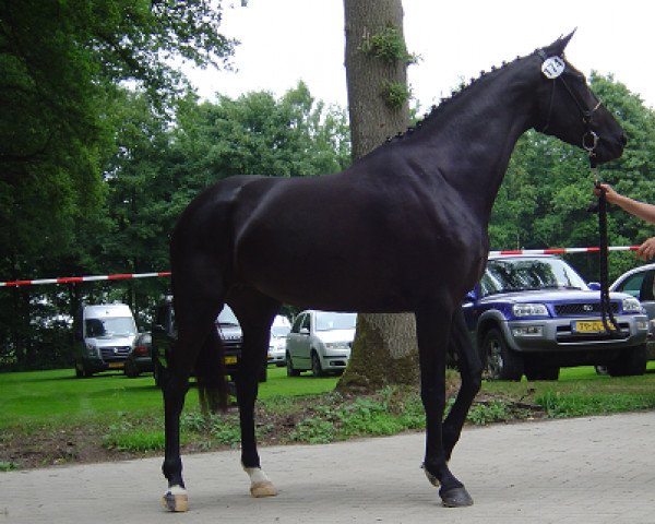 Zuchtstute Ediyade VDW (Koninklijk Warmbloed Paardenstamboek Nederland (KWPN), 2009, von Landjonker (Fruhling))