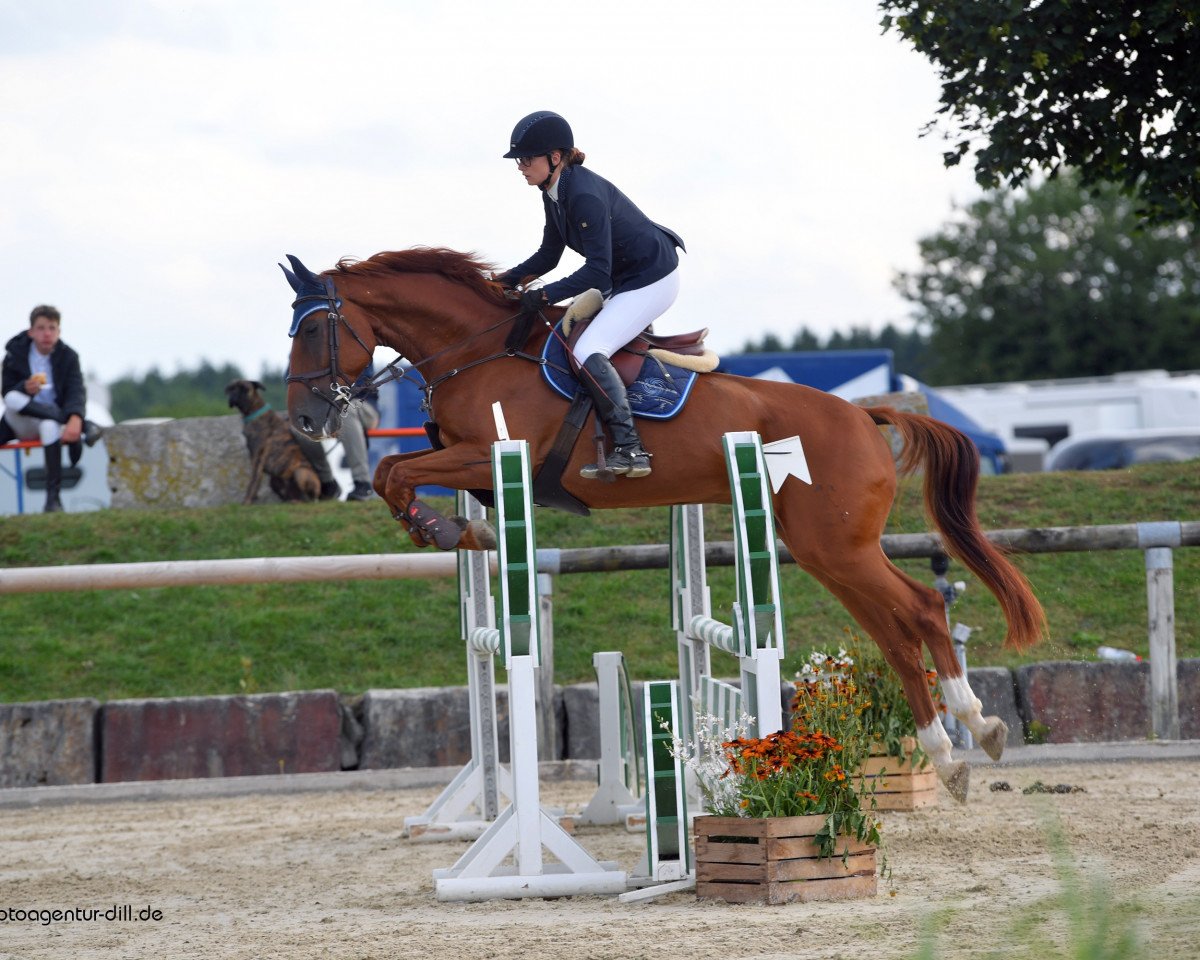 jumper Peter Pan 170 (Hanoverian, 2008, from Perigueux)