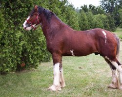 Pferd Drafty Hill Torrs Obama (Clydesdale, 2008, von Plunton Raghnall Innes)