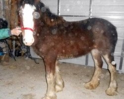 horse Drafty Hill Willow Way Raelan (Clydesdale, 2014, from Willow Way Gunther)