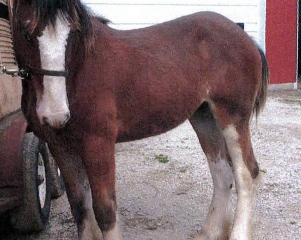 Pferd Drafty Hill Willow Way Quinlan (Clydesdale, 2015, von Willow Way Gunther)