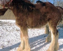 Pferd Drafty Hill Willow Way Mabel (Clydesdale, 2013, von Willow Way Gunther)