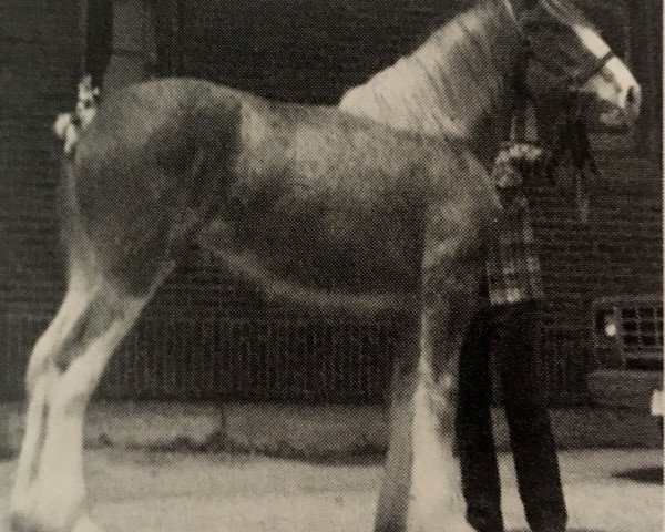 Zuchtstute Maplewood Sally Ann (Clydesdale, 1987, von Solomon's Commodore)