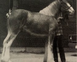 broodmare Maplewood Sally Ann (Clydesdale, 1987, from Solomon's Commodore)