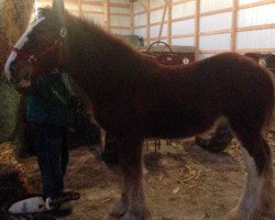 horse Drafty Hill Willow Way Jeff (Clydesdale, 2014, from Willow Way Gunther)