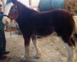 Pferd Drafty Hill Willow Way Brooklan (Clydesdale, 2014, von Willow Way Gunther)