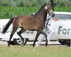 broodmare Brownstables Trouble (New Forest Pony,  , from Hattrick Xavier)