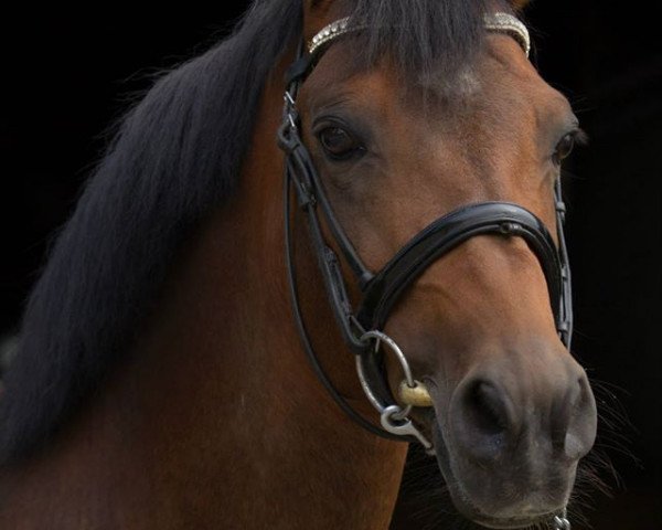 stallion Lex (New Forest Pony, 2001, from Brandy XIII)
