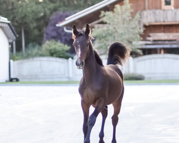 Springpferd Cullino Cool (Deutsches Sportpferd, 2019, von Cullinan du Borget B)