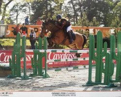 horse Wilfried K (New Forest Pony, 2007, from Burley Phantom)