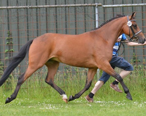 broodmare Evita K (New Forest Pony, 2012, from Arenberg's Maurits)
