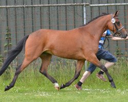 Pferd Evita K (New-Forest-Pony, 2012, von Arenberg's Maurits)