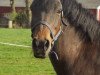 broodmare Lisette (New Forest Pony, 1997, from Anydale Ron)