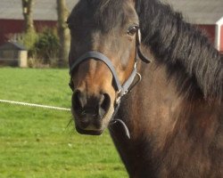 broodmare Lisette (New Forest Pony, 1997, from Anydale Ron)