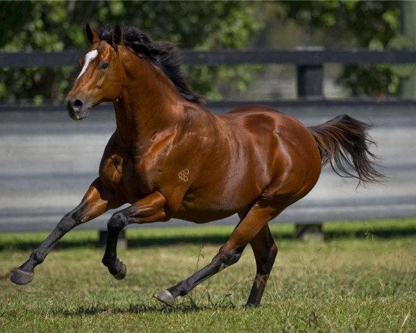 stallion Not a Single Doubt xx (Thoroughbred, 2001, from Redoute's Choice xx)