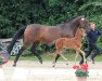 broodmare Quinara 3 (Holsteiner, 2000, from Quinar)