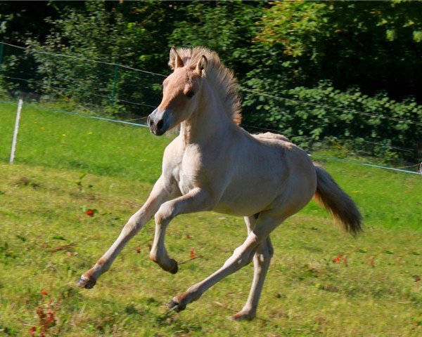 Pferd Malik (Fjordpferd, 2016, von Merkur N.2743)