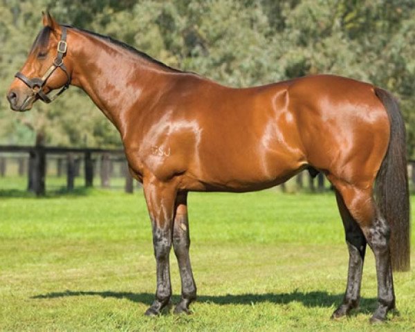 stallion Stratum xx (Thoroughbred, 2002, from Redoute's Choice xx)