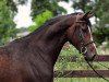 Springpferd Okland (Polnisches Warmblut, 2008, von Wallon)