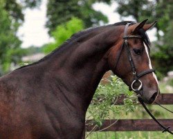 Springpferd Okland (Polnisches Warmblut, 2008, von Wallon)