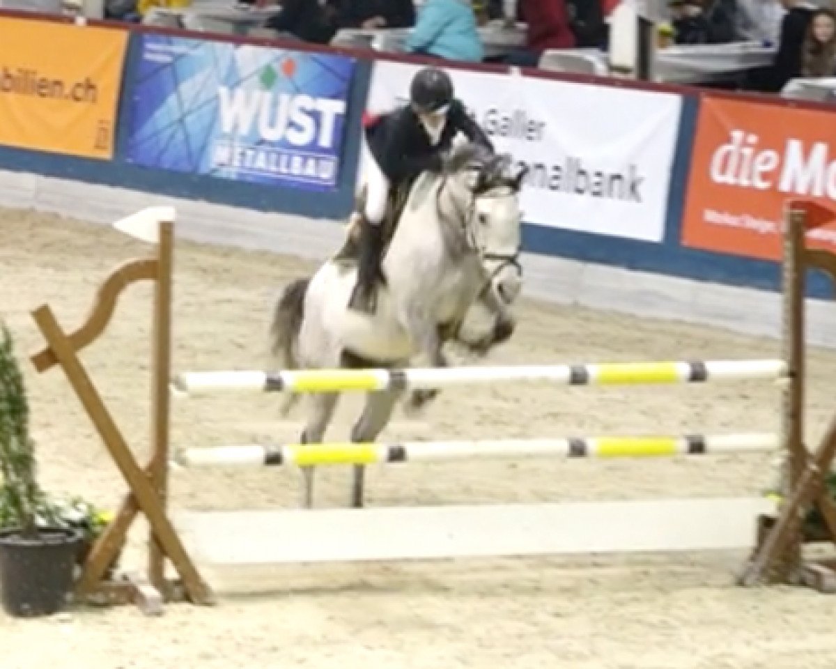 jumper Blackjack du Dombief (Selle Français, 2011, from Karnak AA)