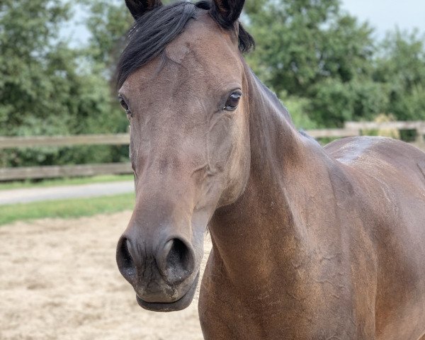 dressage horse Diva (German Riding Pony, 2010, from Don Pedro)