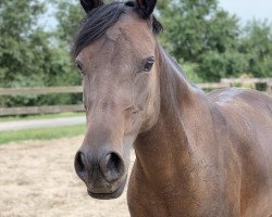 Pferd Diva (Deutsches Reitpony, 2010, von Don Pedro)