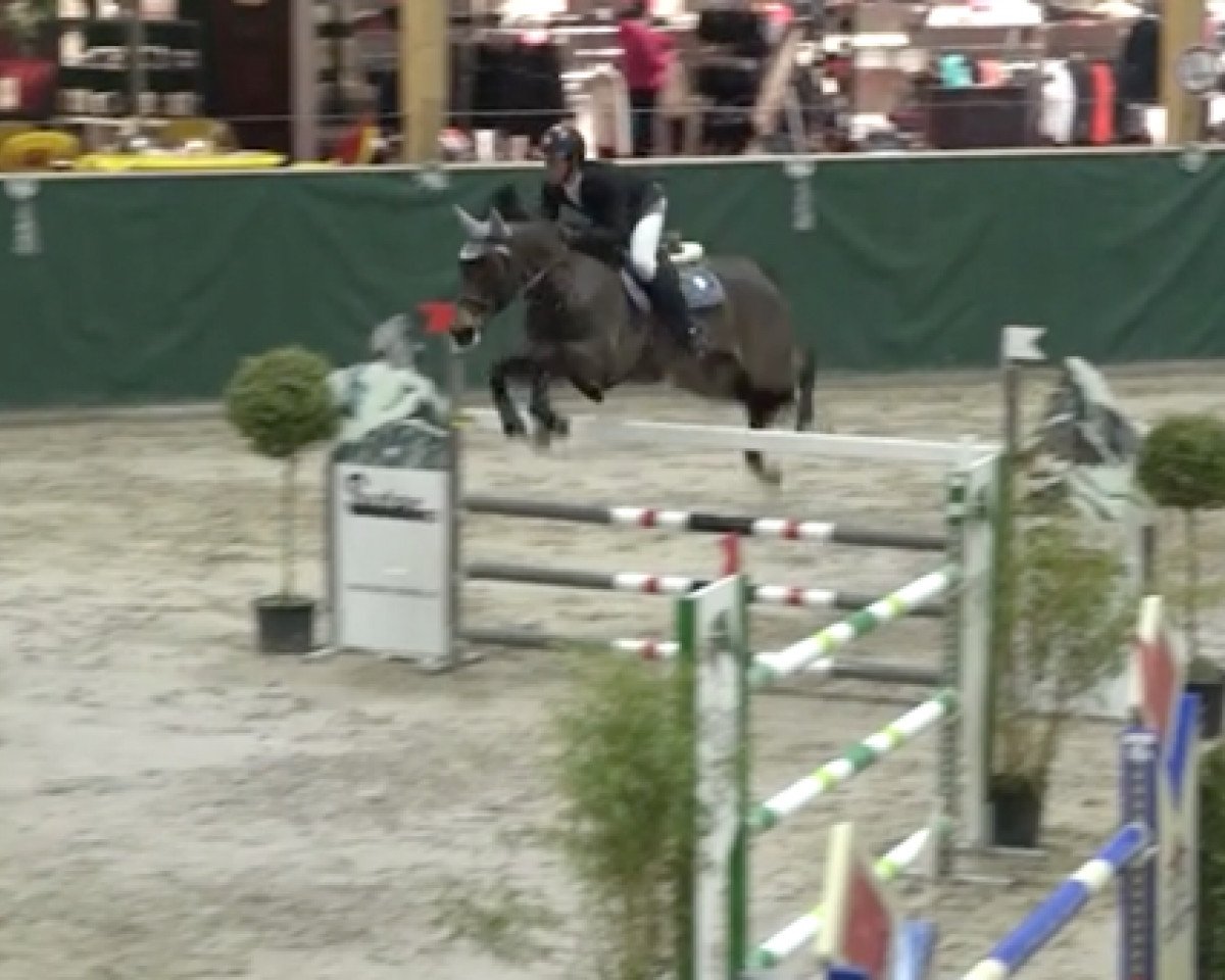 Springpferd Call Me Marilyn (Westfale, 2009, von Call Me Number One)