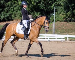 dressage horse Tackmann's Coffee To Go (German Riding Pony, 2012, from FS Champion de Luxe)