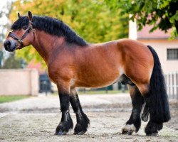 stallion Franziskus (Rhenish-German Cold-Blood, 2003, from Flemming)