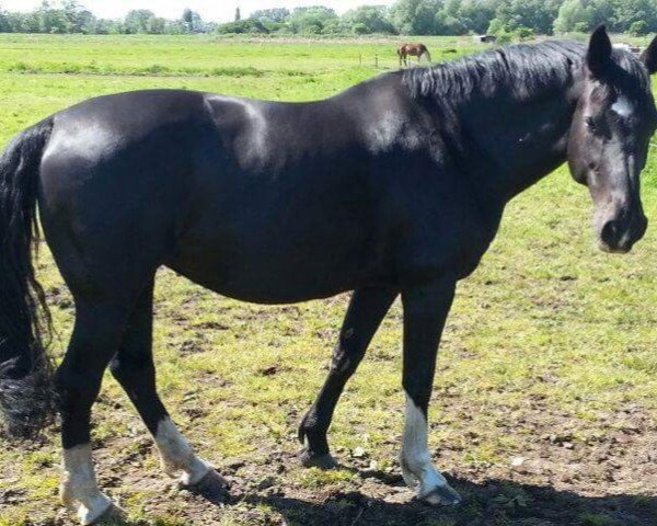 horse Papagena 75 (Oldenburg, 2004, from Curacao I)