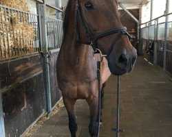 dressage horse Charly H (Hessian Warmblood, 2002, from Helenenhof's Carabas)