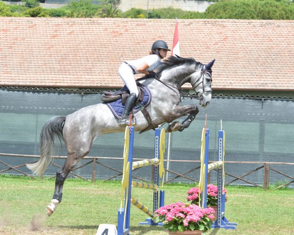 jumper Jeronimo Horta Z (Zangersheide riding horse, 2011, from Jamar D'Ysenbeeck Z)