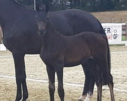 dressage horse HF von Donkey Boy (Oldenburg, 2020, from Hesselhøj Donkey Boy)