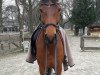 dressage horse Yan (German Sport Horse, 2010, from Widjai)