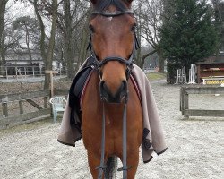 dressage horse Yan (German Sport Horse, 2010, from Widjai)