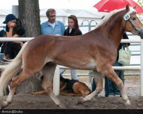 Deckhengst NEPAL - N (Aveligneser / Italienischer Haflinger, 2007, von Novaris)