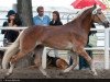 stallion NEPAL - N (Aveligneser / Italian Haflinger, 2007, from Novaris)