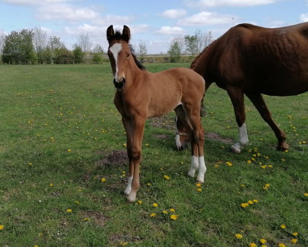 dressage horse SF von (Hanoverian, 2020, from Fusionist)