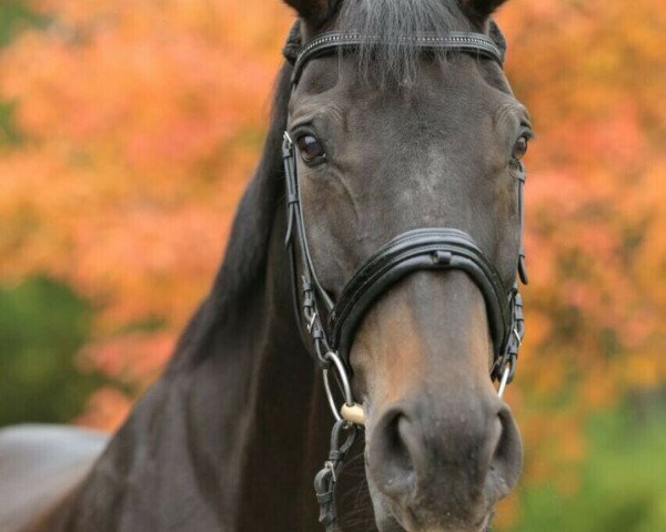 dressage horse Concetto Mambl (unknown, 2002)