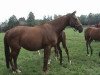 broodmare Lake House xx (Thoroughbred, 1996, from Be My Guest xx)